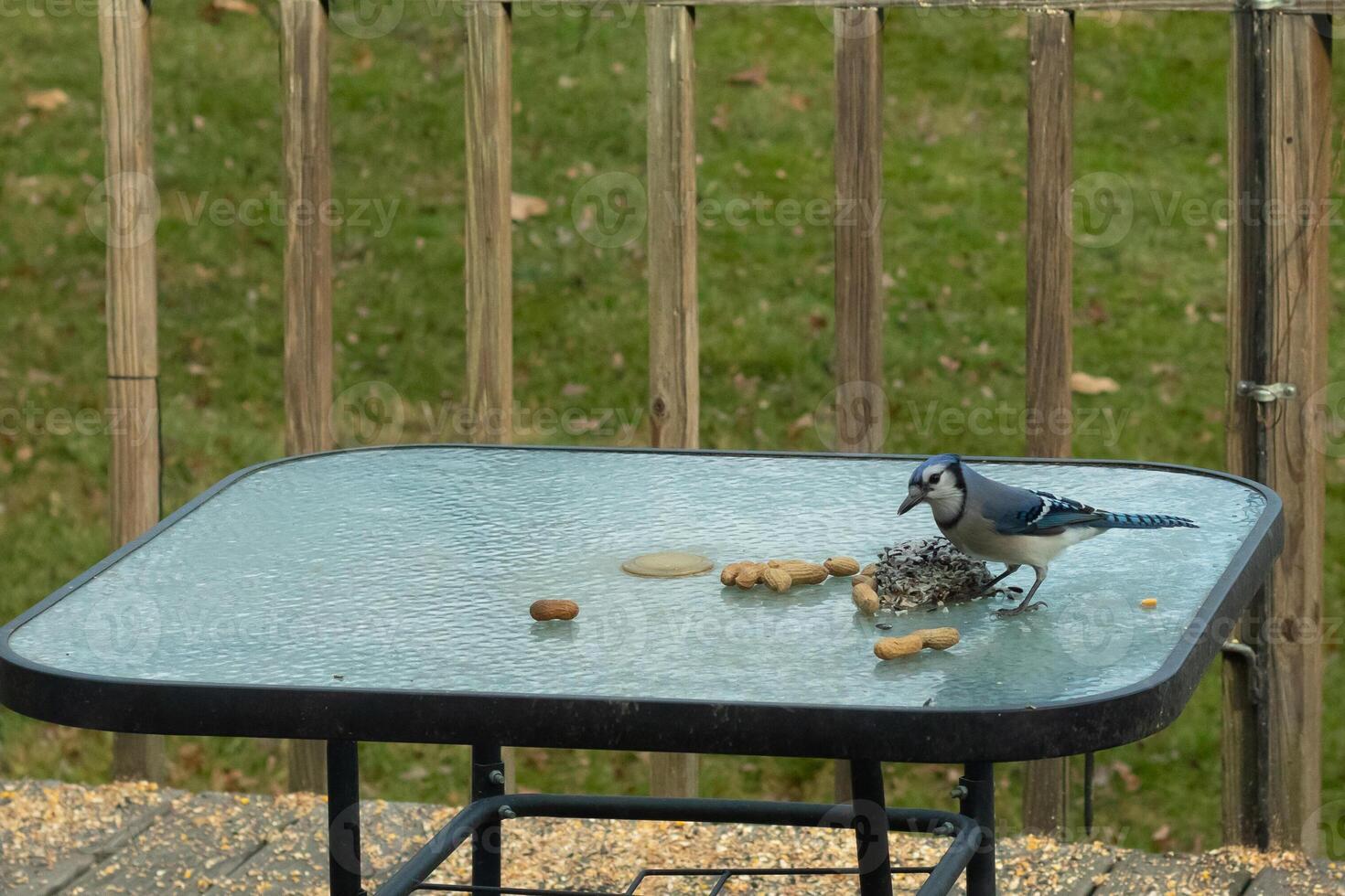 This pretty blue jay came out to the glass table for some food. Peanuts lay all across the surface which is a favorite nut for these corvids. This bird has such pretty colors and seems really smart. photo