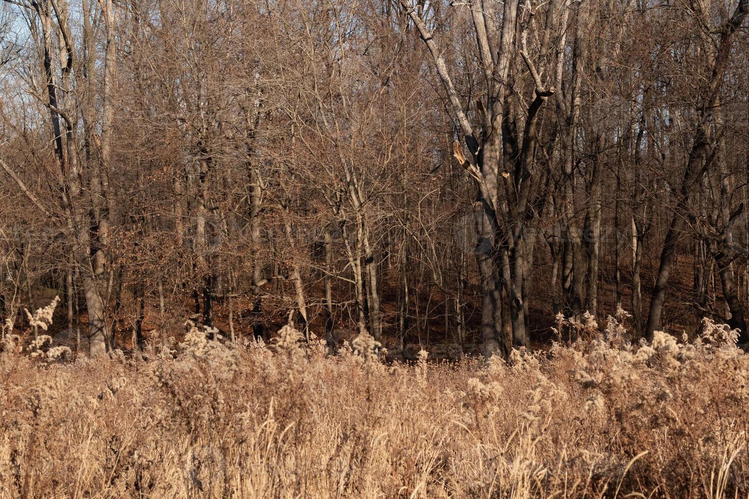 The tall brown grass in this image seems to be swaying in the breeze. The colors gone due to the autumn season. The trees in the background without leaves and have bare branches. photo