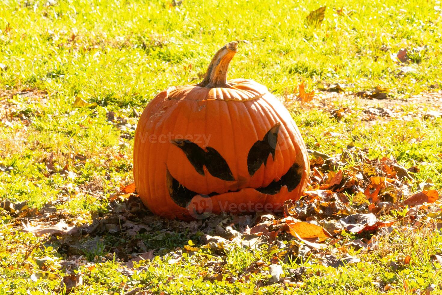 This beautiful pumpkin sits in the grass rotting from the Halloween season. The big orange gourd has a scary face carved in which makes it a Jack O Lantern. photo