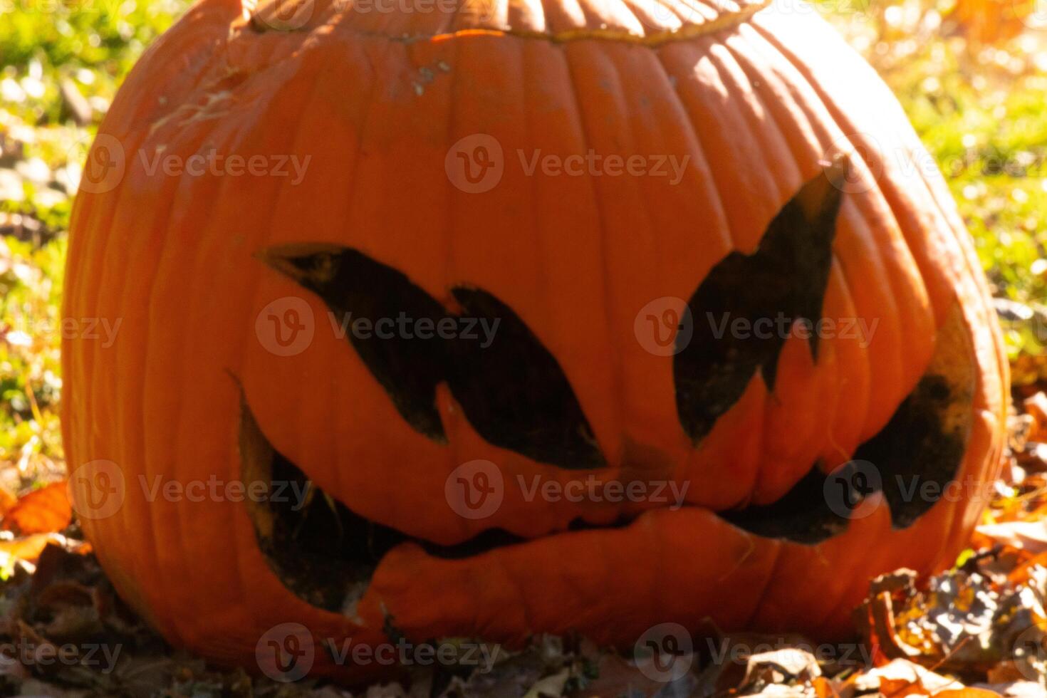 This beautiful pumpkin sits in the grass rotting from the Halloween season. The big orange gourd has a scary face carved in which makes it a Jack O Lantern. photo