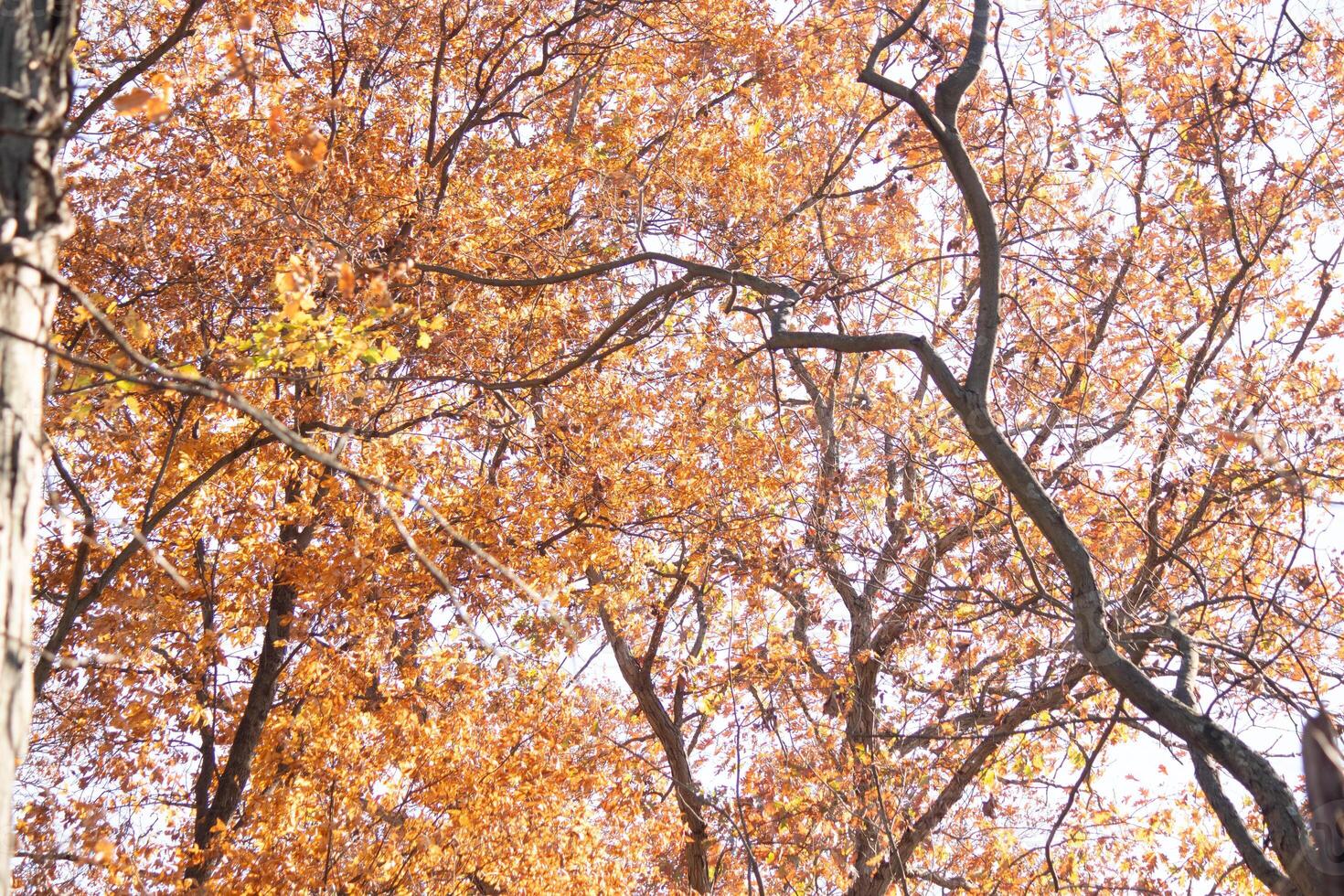 Autumn time when the leaves change to a pretty brown, orange and yellow color. This makes the tree look like it is on fire. The Fall foliage really stands out right before the leaves drop. photo