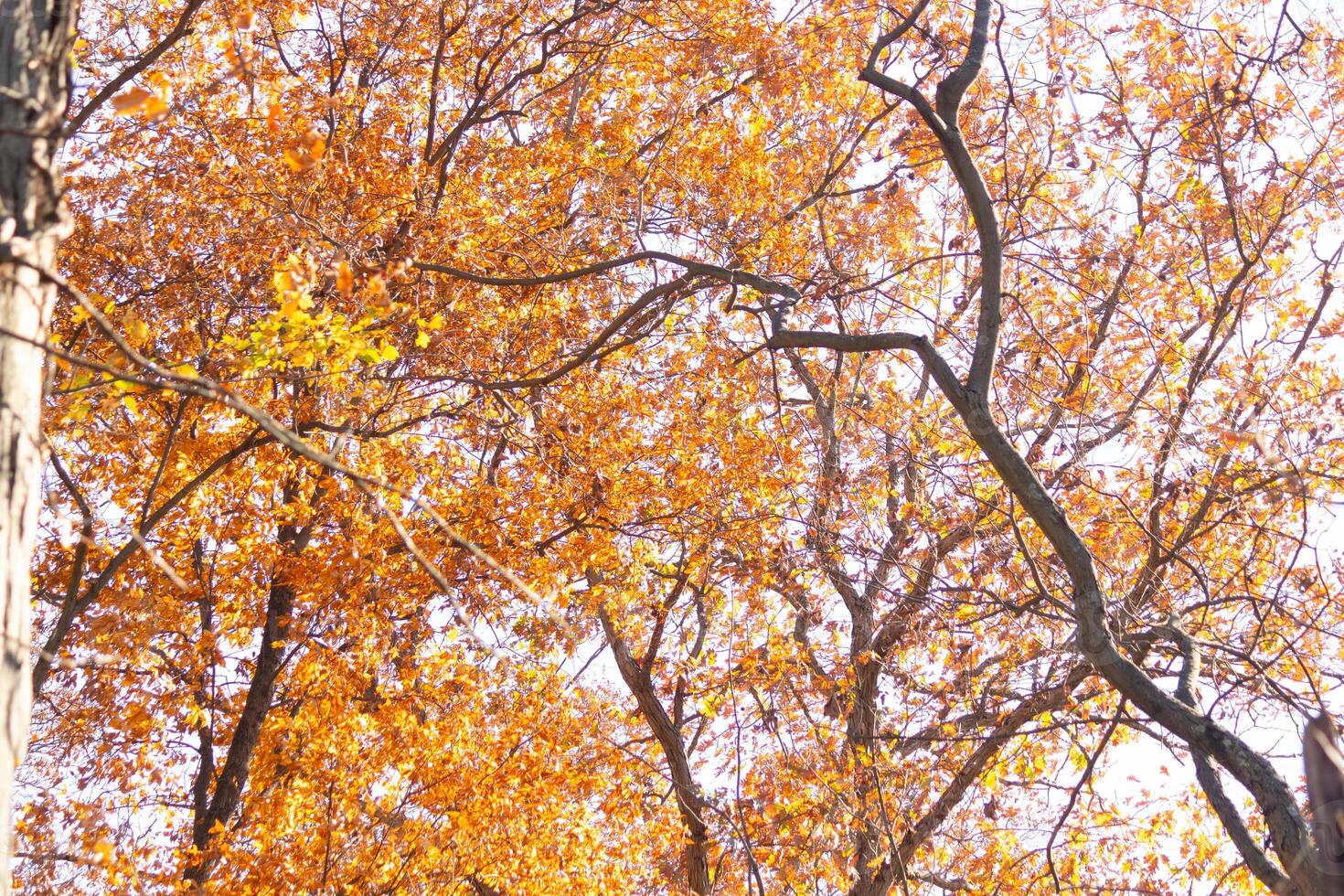 Autumn time when the leaves change to a pretty brown, orange and yellow color. This makes the tree look like it is on fire. The Fall foliage really stands out right before the leaves drop. photo