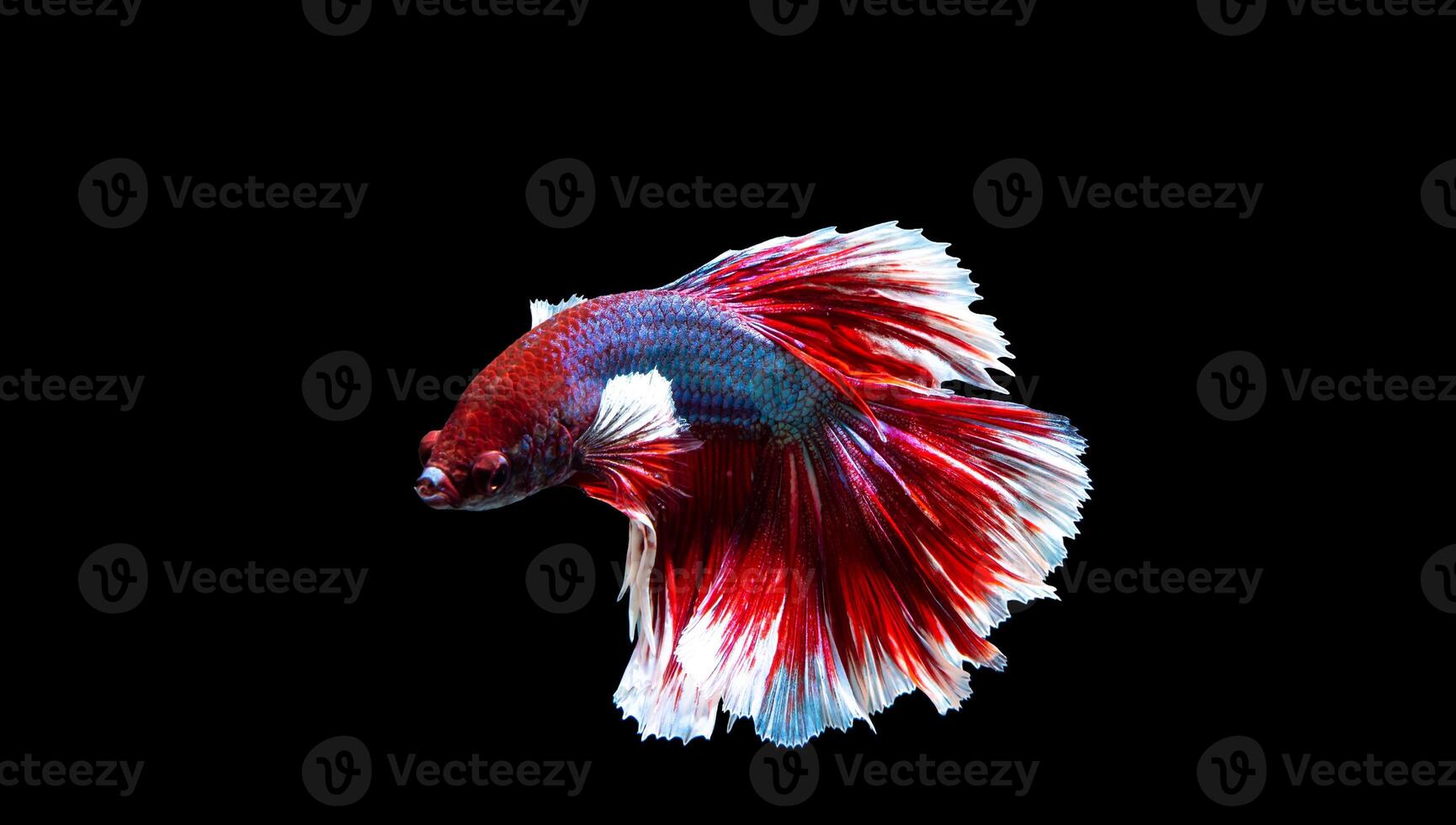 Fish from thailand is colorful on black background  hlaf moon photo
