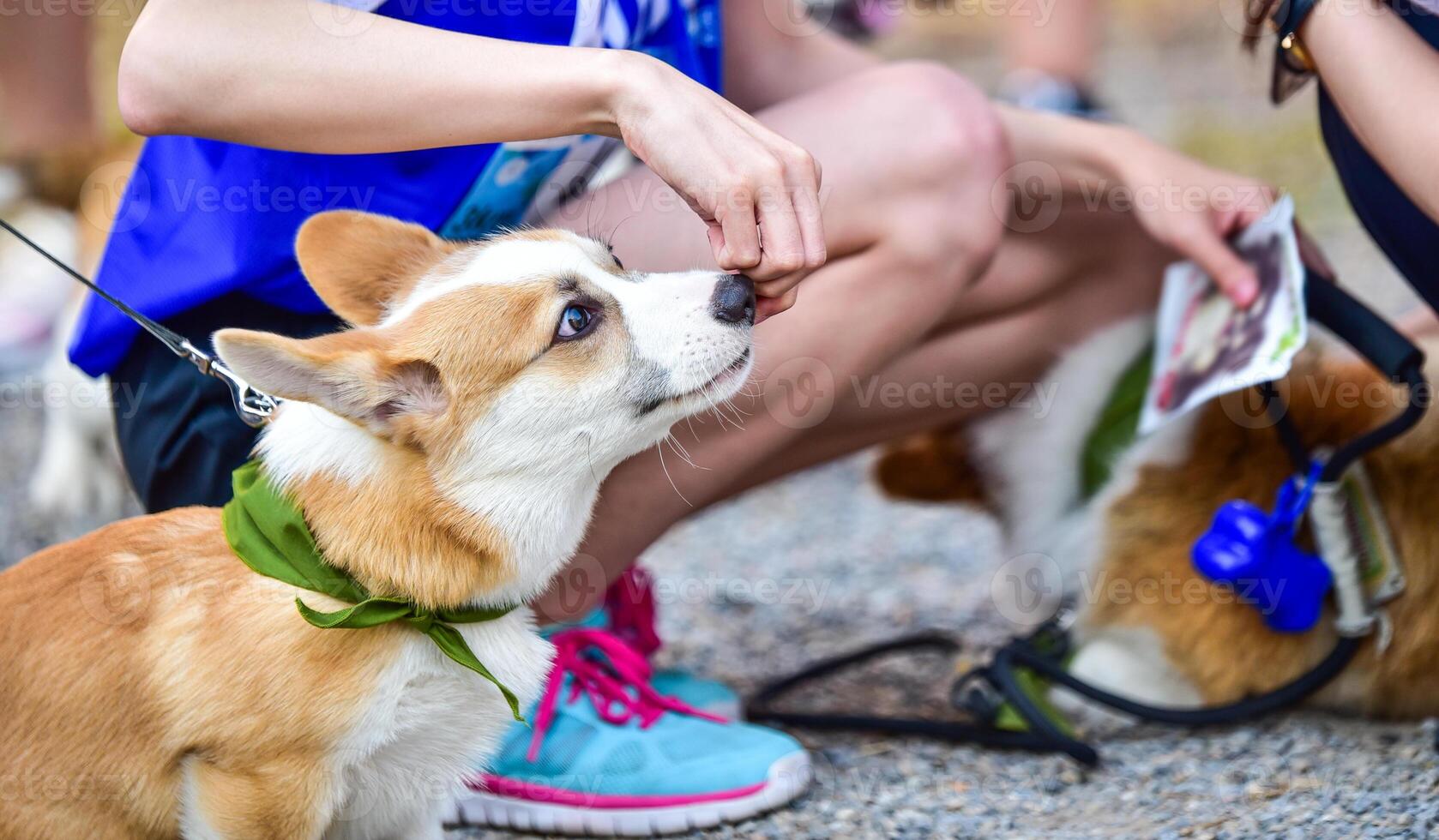 el mano es alimentación el perro. foto