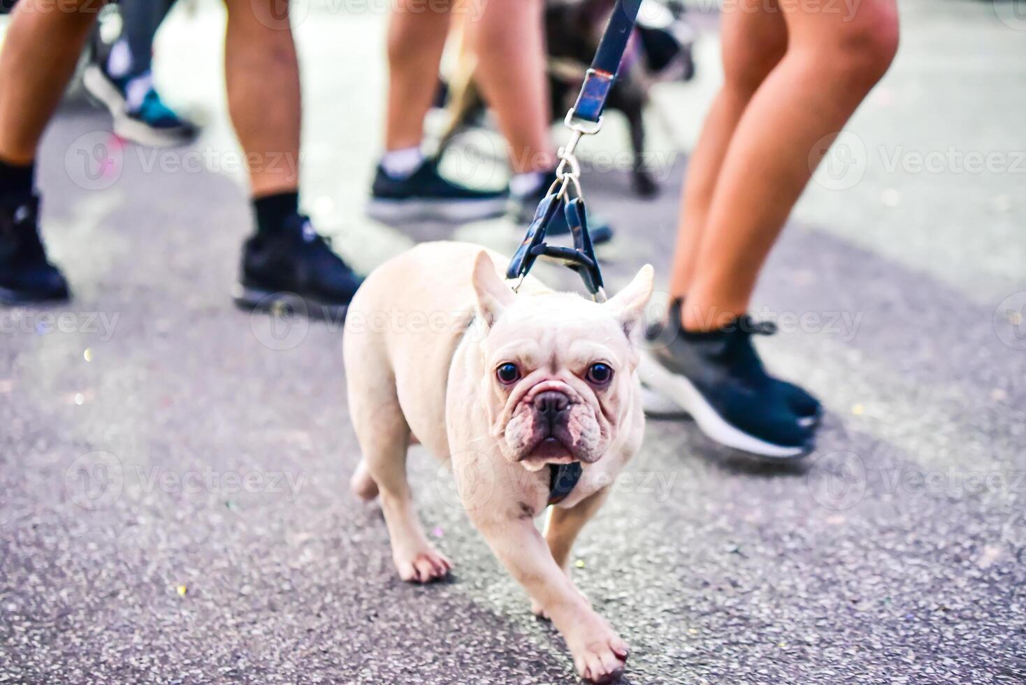 dog running exercise on the road with owner, exercise in the morning photo