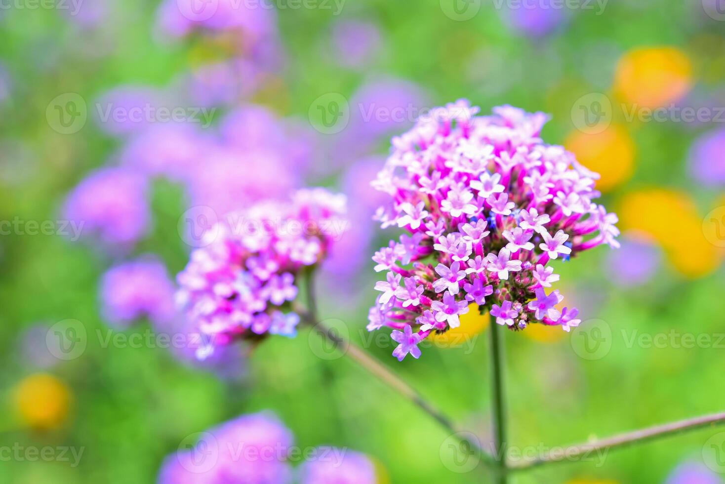 Closeup Verbena bonariensis purple in the park photo