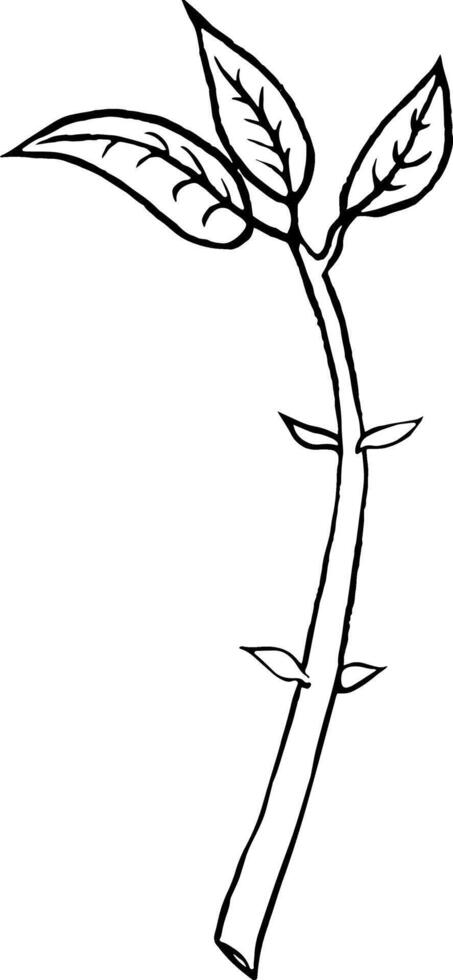 Vector illustration, hand drawn avocado seeds in a glass of water for germination. Avocado sprout from a seed with leaves
