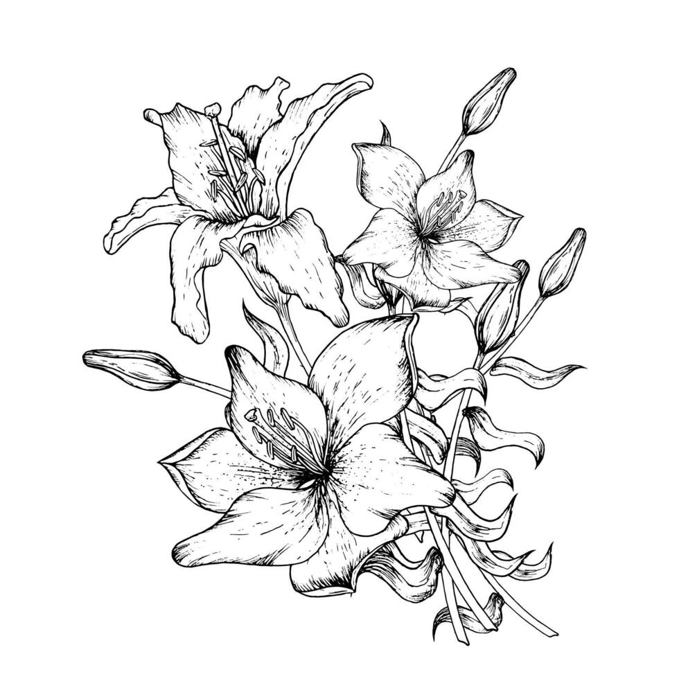 Graphic vector illustration of buds and petals of a lily. Black and white hand drawing.
