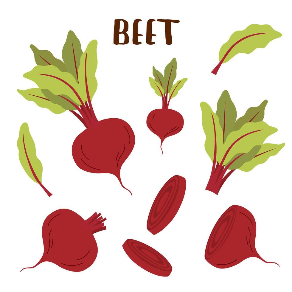 Set of beet roots and leaves in flat style isolated on white background. vector