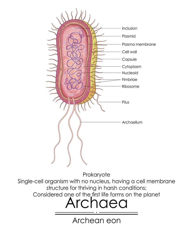 Archaea are considered one of the first life forms on the planet vector