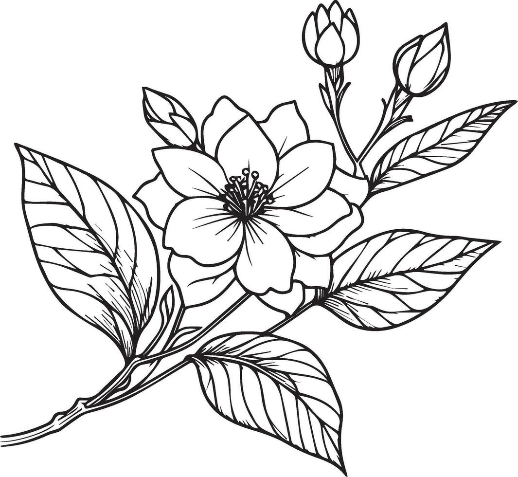 Beautiful jasmine flower with leaves line art plant branch vector botanical illustration coloring books and page for children and adults, vintage jasmine drawing, outline jsamine flower drawing