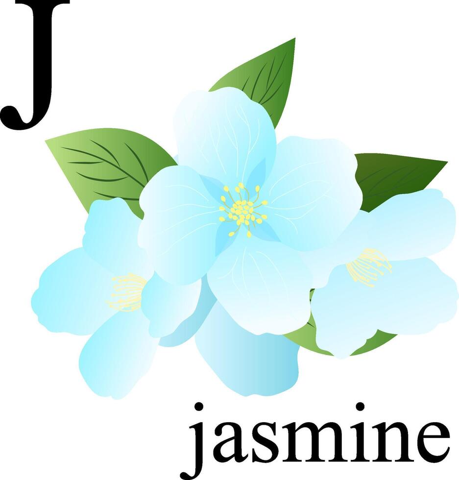 Illustration of the letter J in the plant alphabet. Jasmine. vector