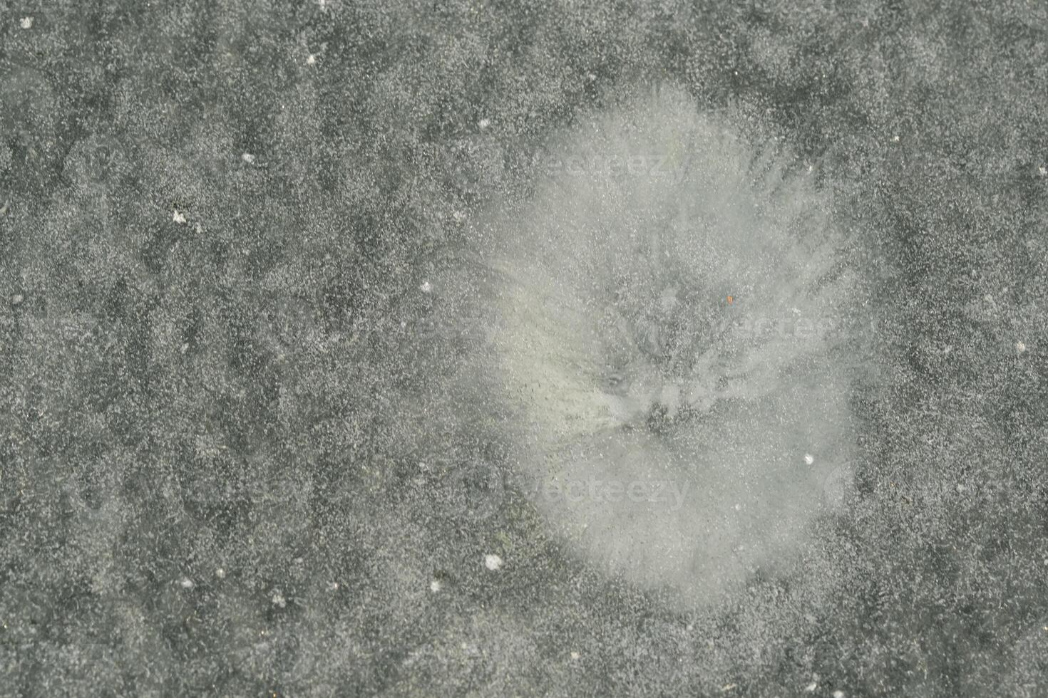 winter background. The texture of white snow on ice. Pure white snow photo