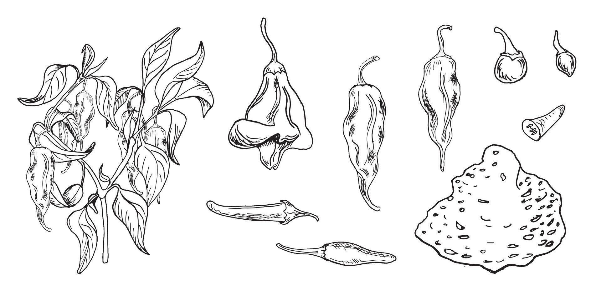 Hot peppers bush vector illustration isolated on white. Hand drawn ink trinidad scorpion pepper. Carolina reaper pepper black white graphic. Hot pepper plant. Design element for wrapping, package.