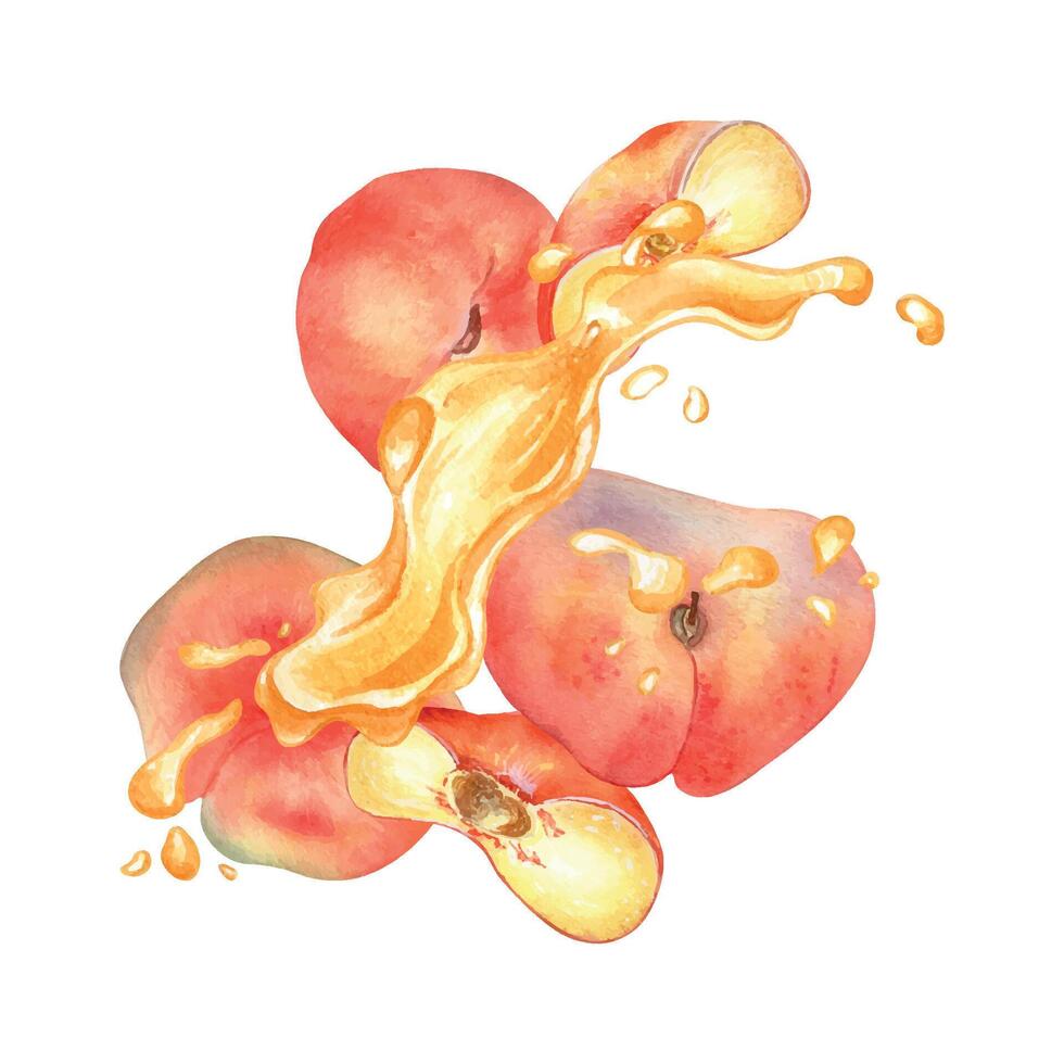 Watercolor illustration with chines flat peaches levitation with splashing juice isolated on white. Fruits and drops painting. Fig peach hand drawn. Design element for package, label, cosmetic, oil vector