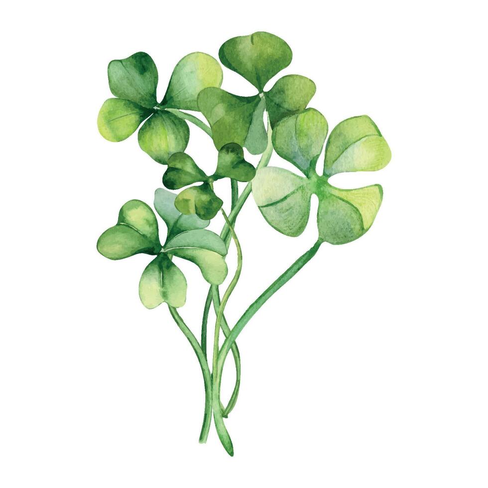 Shamrock and clover bunch watercolor illustration isolated on white background. Hand painted green four leaves. Hand drawn Irish lucky symbol. Design element for St.Patricks day postcard, banner vector