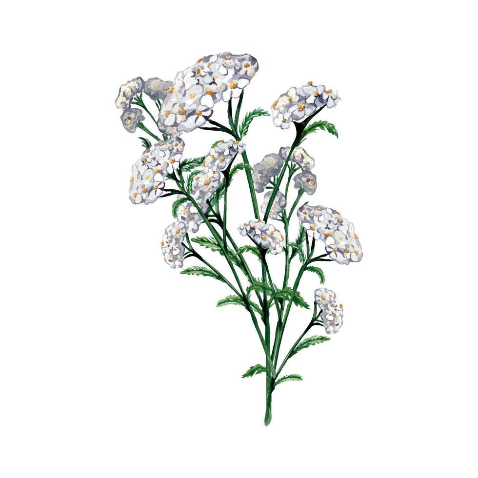 Achillea millefolium medicinal plant watercolor illustration isolated on white background. Yarrow white flower painted. Useful herb milfoil hand drawn. Design for label, package, postcard vector