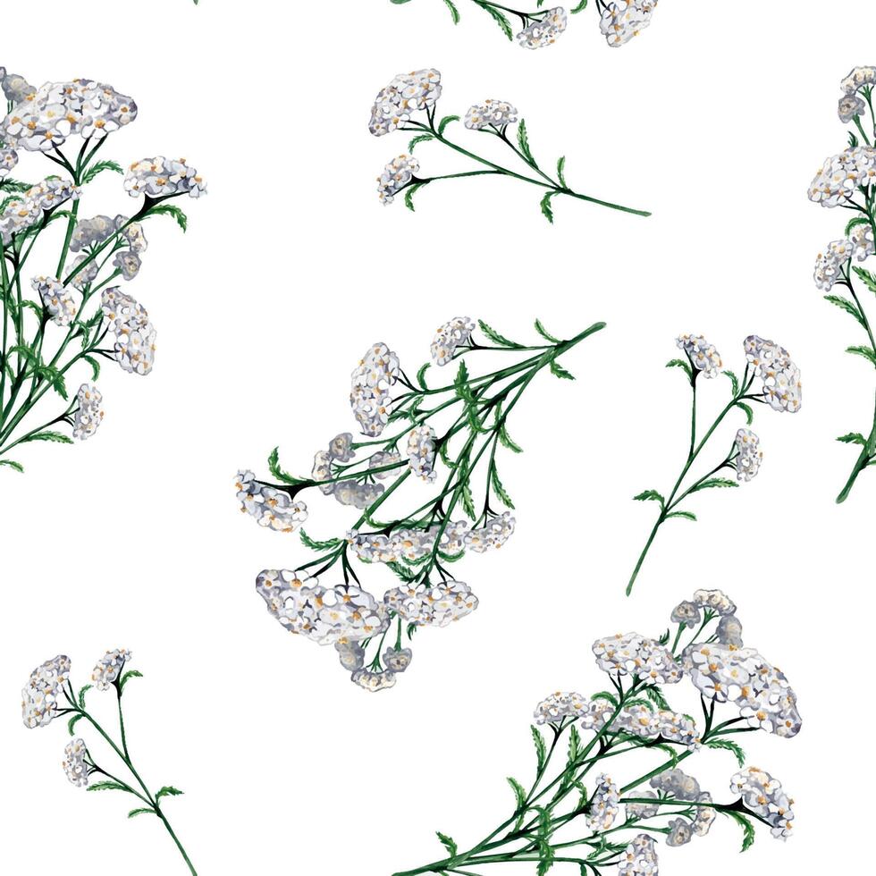 Achillea millefolium medicinal plant watercolor seamless pattern isolated on white background. Yarrow white flower painted. Useful herb milfoil hand drawn. Design for textile, package, fabric vector