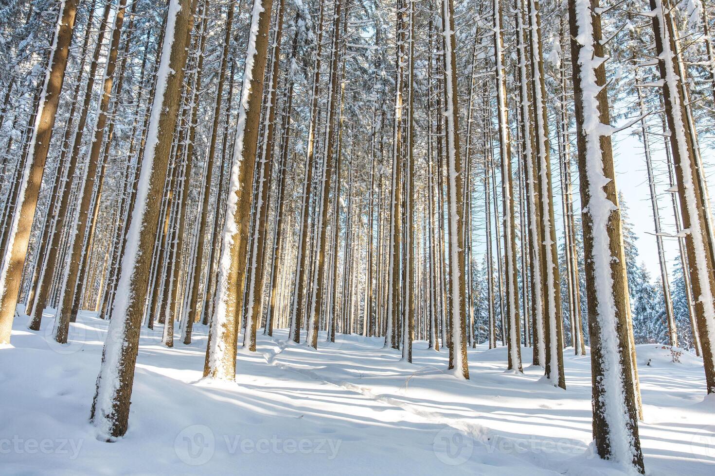 Catching a star of sun in a spruce forest covered with white glittering snow in Beskydy mountains, Czech republic. Winter morning fairy tale photo