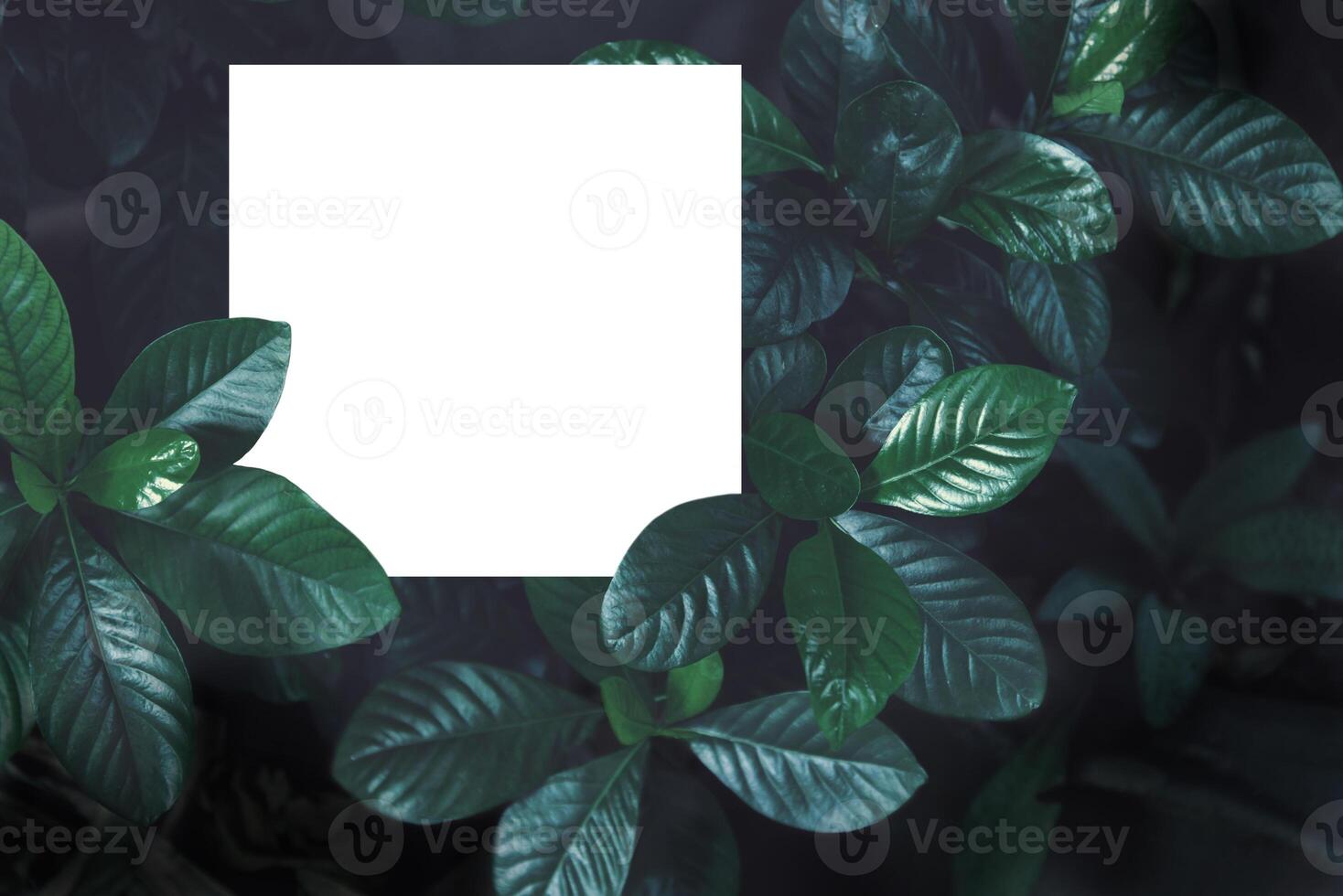 White paper with leaves. Creative layout for advertising card or invitation. Nature concept photo