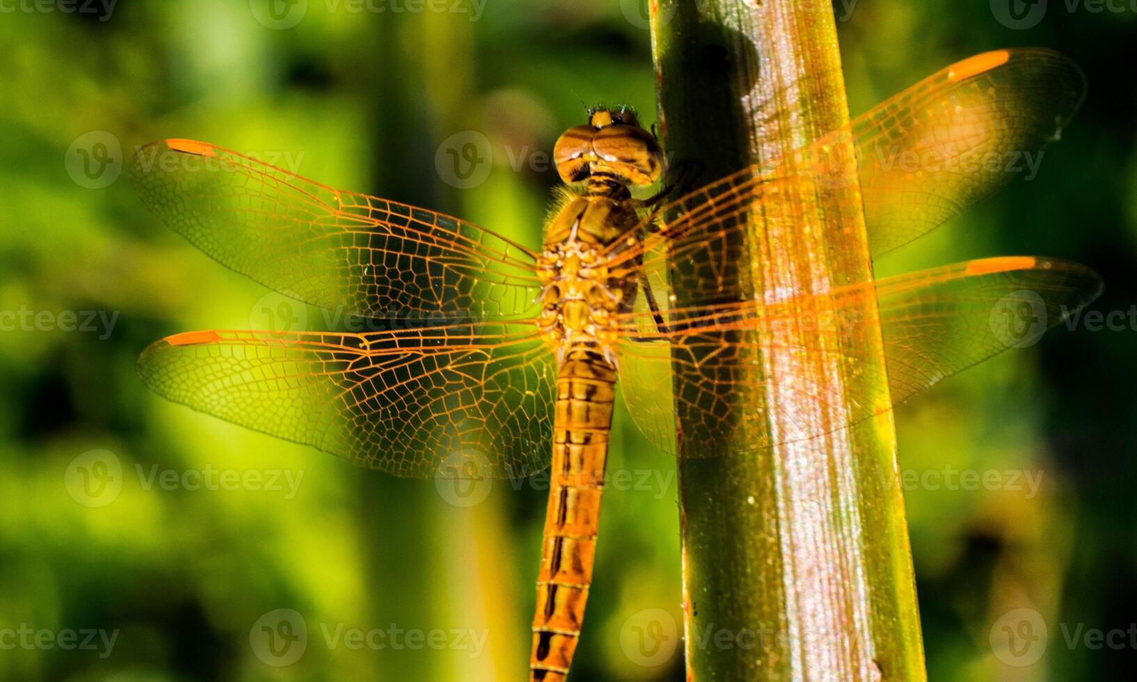 Very detailed macro photo of a dragonfly. Macro shot, showing details of the dragonfly's eyes and wings. Beautiful dragonfly in natural habitat