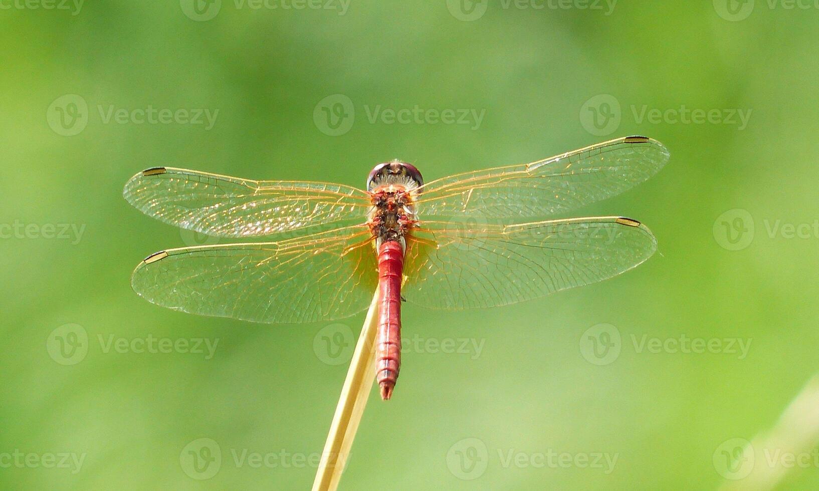 Very detailed macro photo of a dragonfly. Macro shot, showing details of the dragonfly's eyes and wings. Beautiful dragonfly in natural habitat