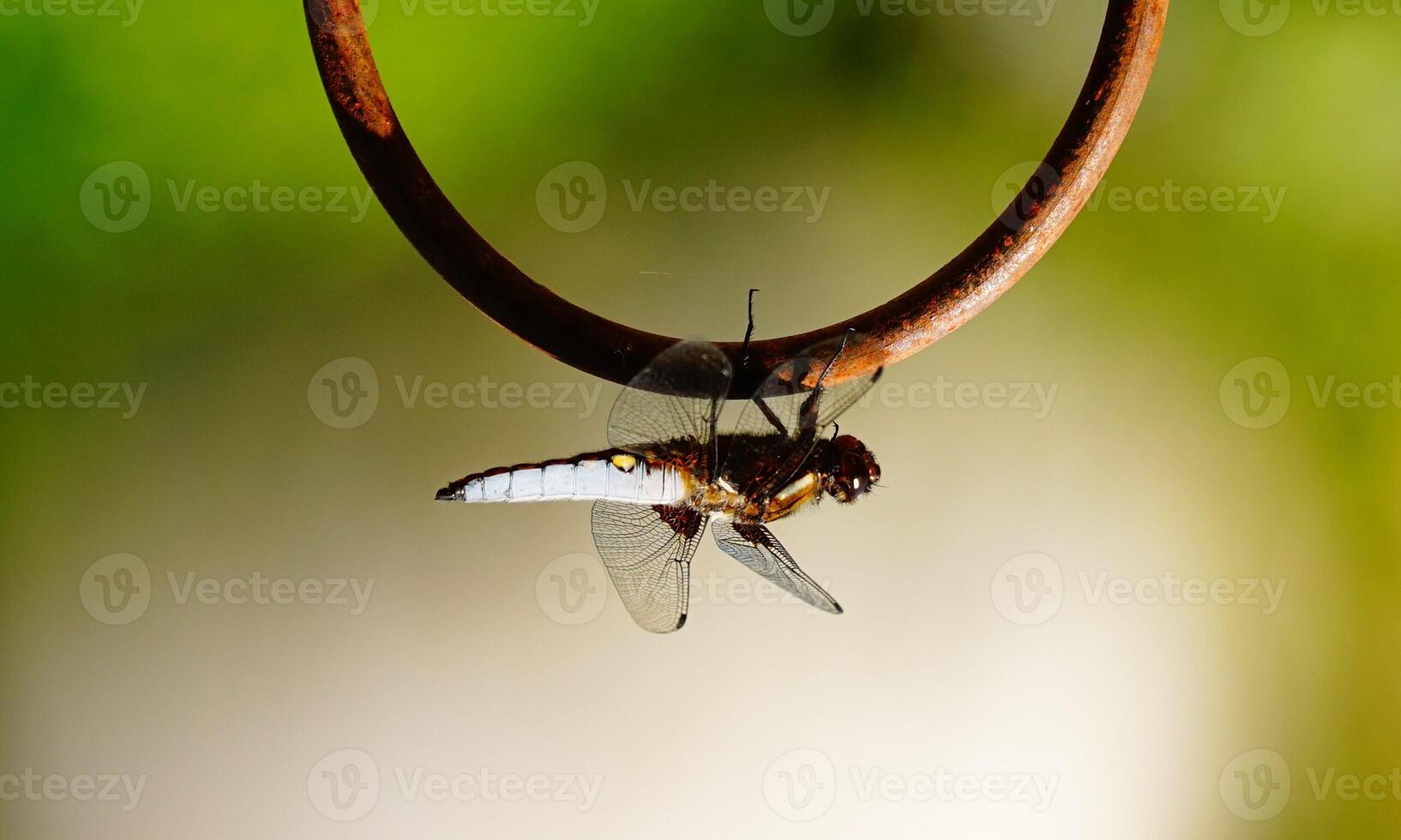 Very detailed macro photo of a dragonfly. Macro shot, showing details of the dragonfly's eyes and wings. Beautiful dragonfly in natural habitat