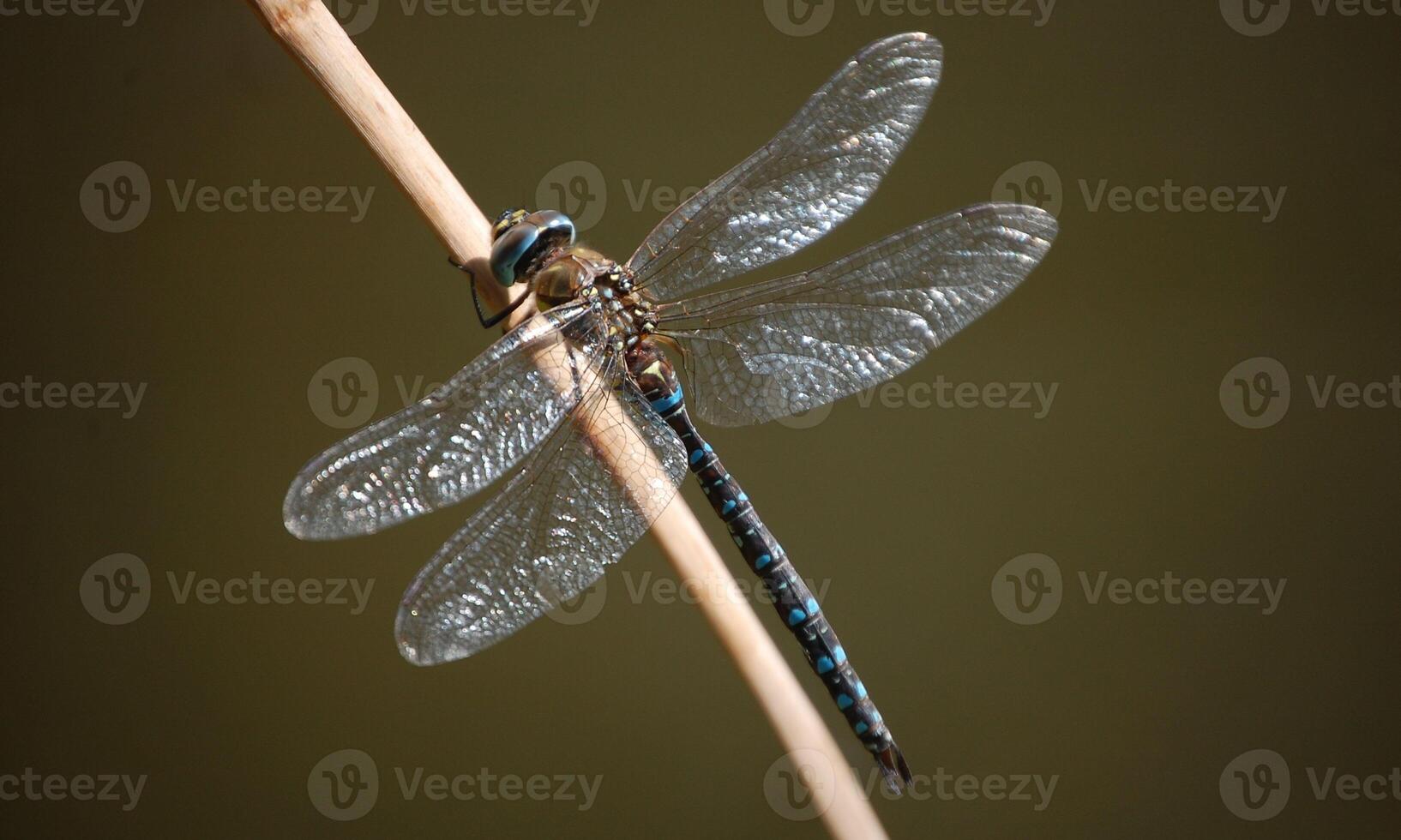 Very detailed macro photo of a dragonfly. Macro shot, showing details of the dragonfly's eyes and wings. Beautiful dragonfly in natural habitat
