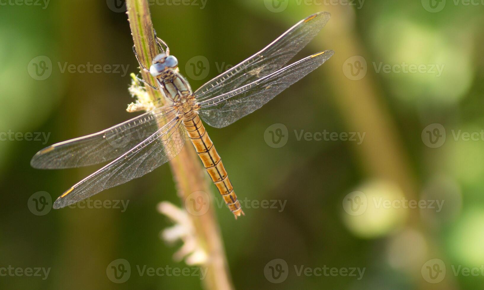 Very detailed macro photo of a dragonfly. Macro shot, showing details of the dragonfly's eyes and wings. Beautiful dragonfly in natural habitat