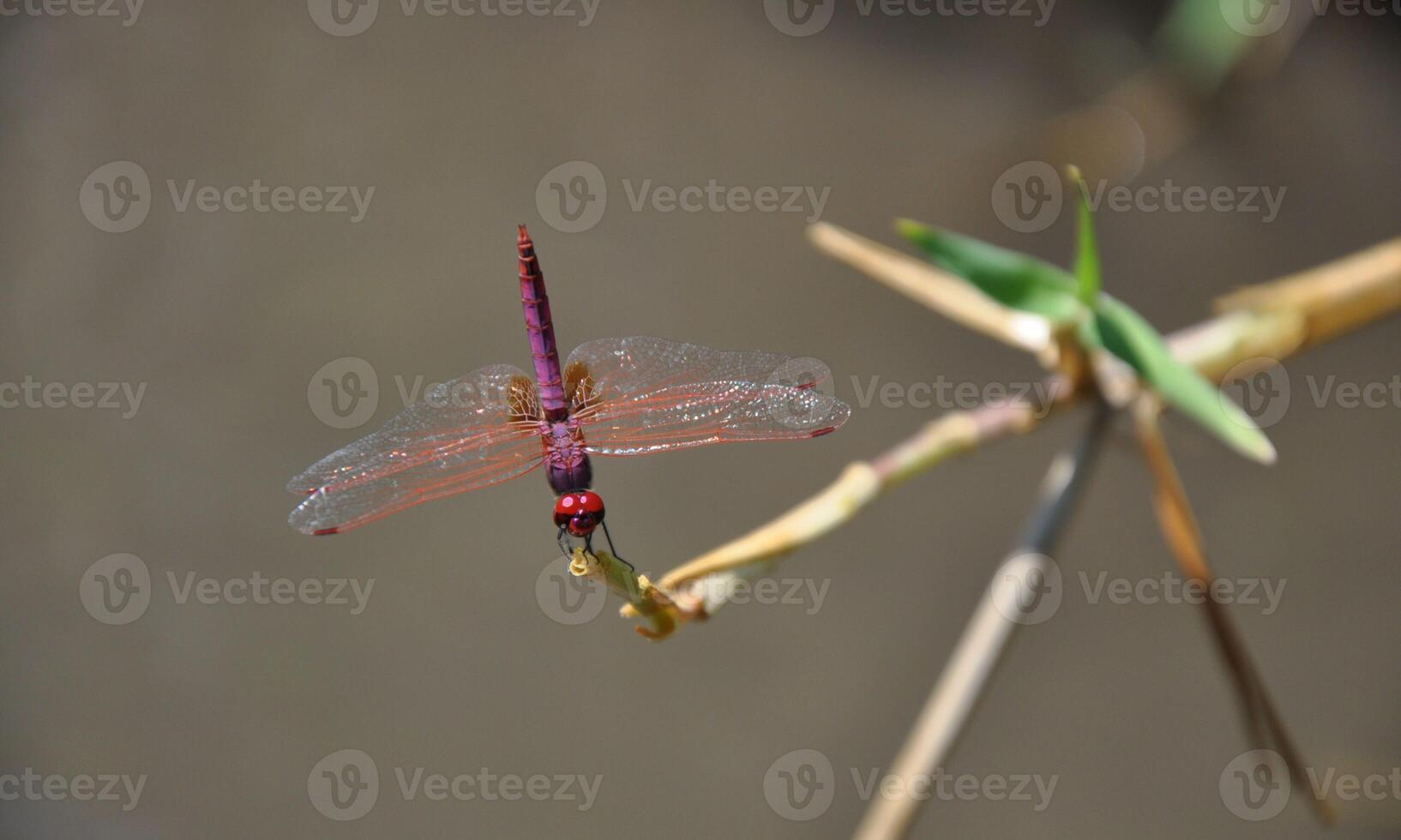 Very detailed macro photo of a dragonfly. Macro shot, showing details of the dragonfly's eyes and wings. Beautiful dragonfly in natural habitat