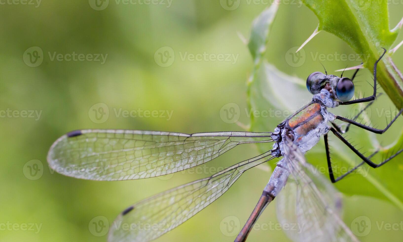 Very detailed macro photo of a dragonfly. Macro shot, showing details of the dragonfly's eyes and wings. Beautiful dragonfly in natural habitat