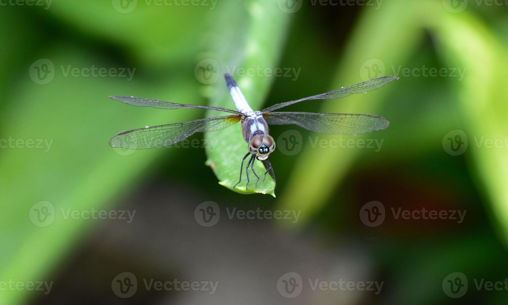 Very detailed macro photo of a dragonfly. Macro shot, showing details of the dragonfly's eyes and wings. Beautiful dragonfly in natural habitat