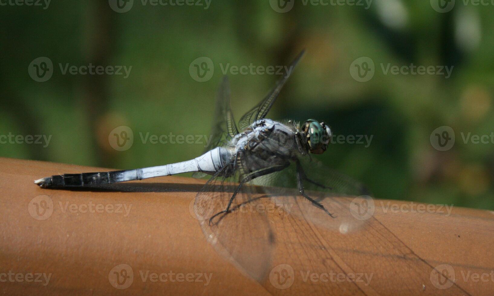 Very detailed macro photo of a dragonfly. Macro shot, showing details of the dragonfly's eyes and wings. Beautiful dragonfly in natural habitat