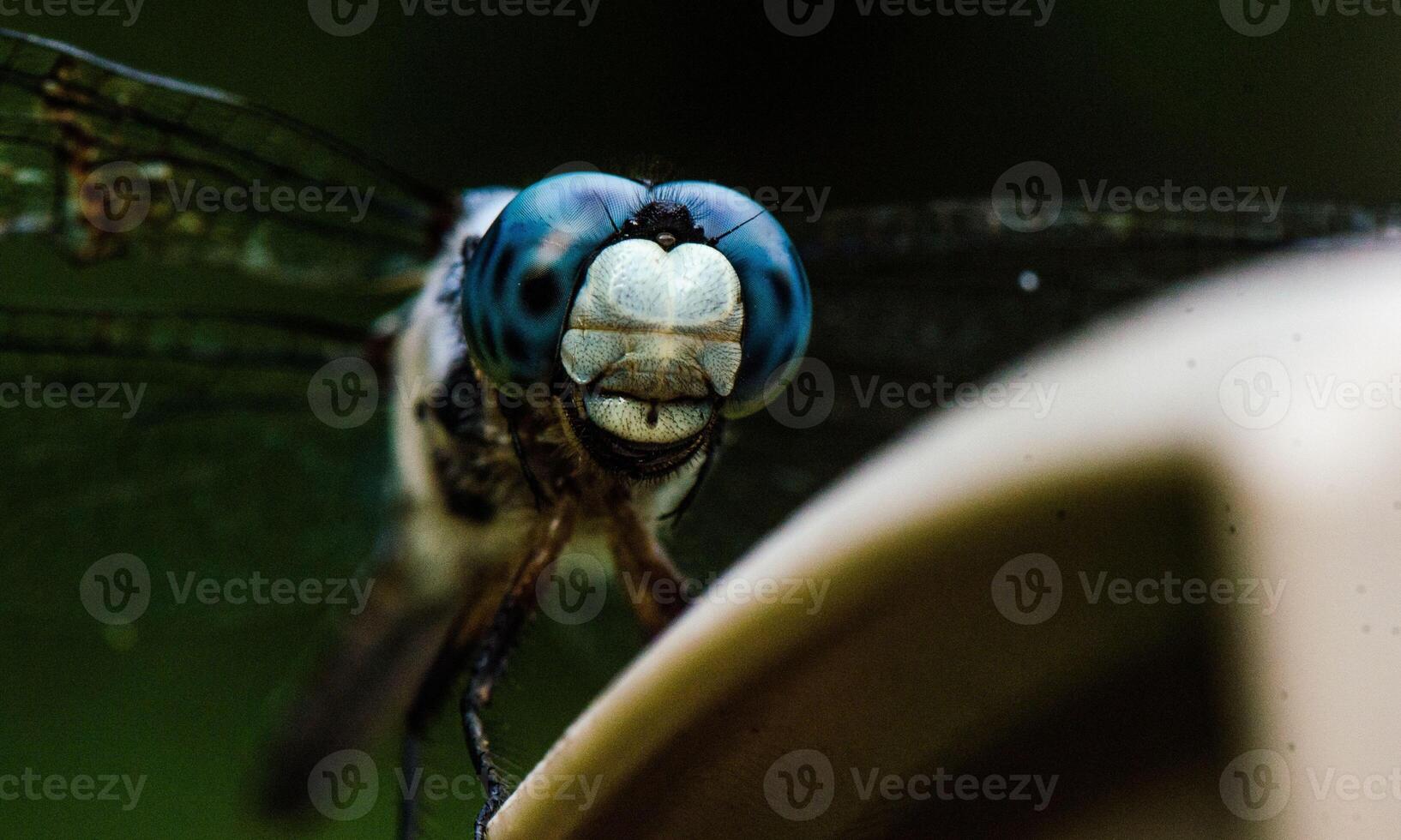 Very detailed macro photo of a dragonfly. Macro shot, showing details of the dragonfly's eyes and wings. Beautiful dragonfly in natural habitat