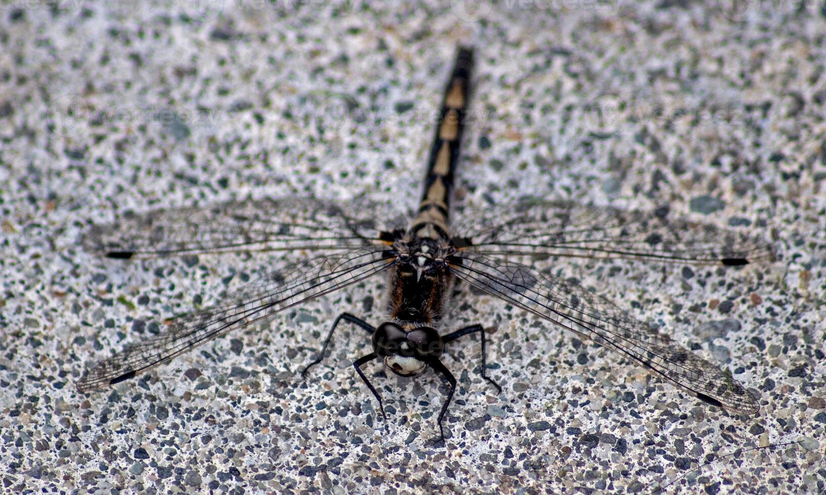 Very detailed macro photo of a dragonfly. Macro shot, showing details of the dragonfly's eyes and wings. Beautiful dragonfly in natural habitat