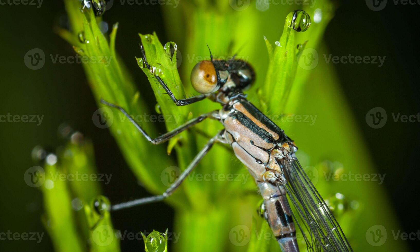 Very detailed macro photo of a dragonfly. Macro shot, showing details of the dragonfly's eyes and wings. Beautiful dragonfly in natural habitat