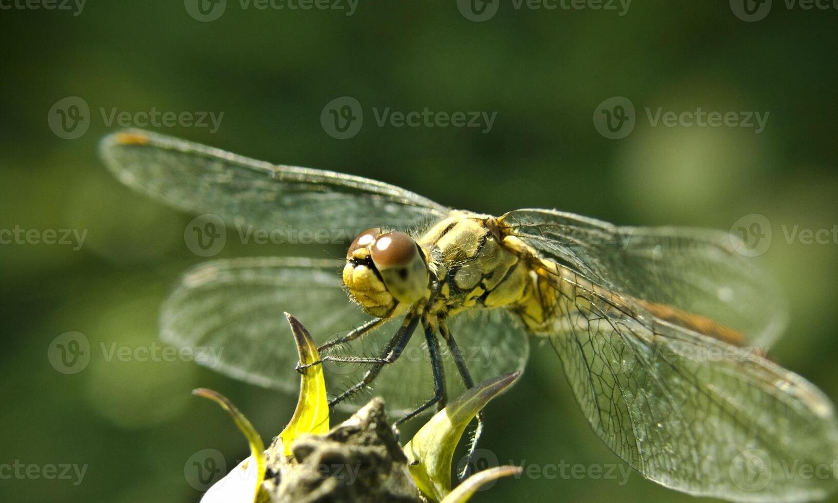 Very detailed macro photo of a dragonfly. Macro shot, showing details of the dragonfly's eyes and wings. Beautiful dragonfly in natural habitat