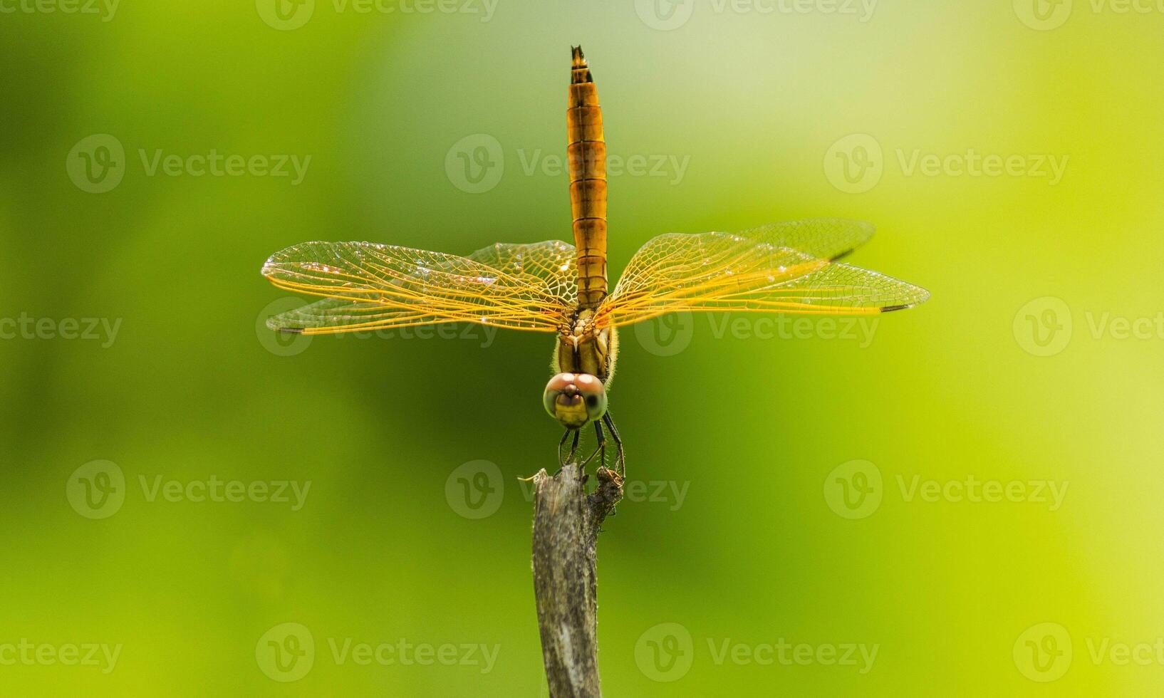 Very detailed macro photo of a dragonfly. Macro shot, showing details of the dragonfly's eyes and wings. Beautiful dragonfly in natural habitat