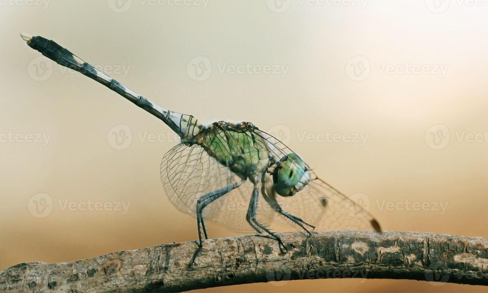 Very detailed macro photo of a dragonfly. Macro shot, showing details of the dragonfly's eyes and wings. Beautiful dragonfly in natural habitat