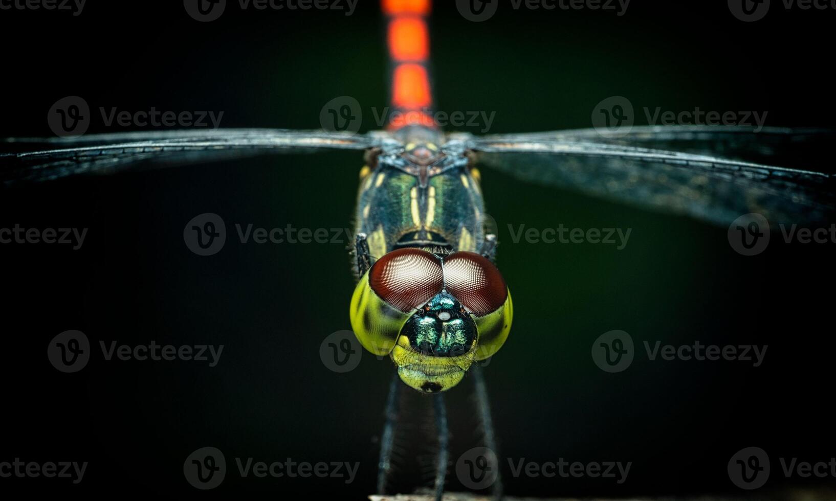 Very detailed macro photo of a dragonfly. Macro shot, showing details of the dragonfly's eyes and wings. Beautiful dragonfly in natural habitat