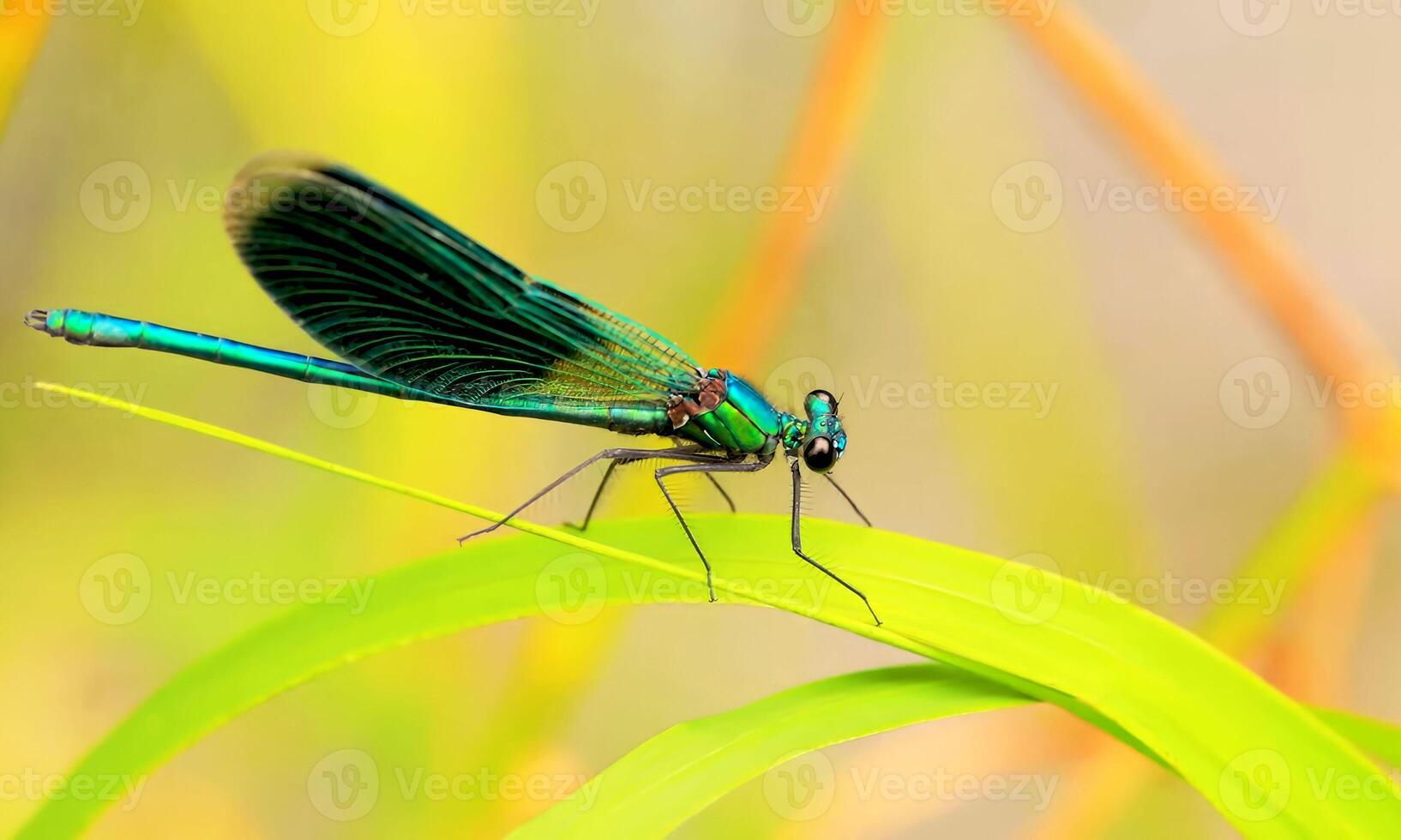 muy detallado macro foto de un libélula. macro disparo, demostración detalles de el libélula ojos y alas. hermosa libélula en natural habitat