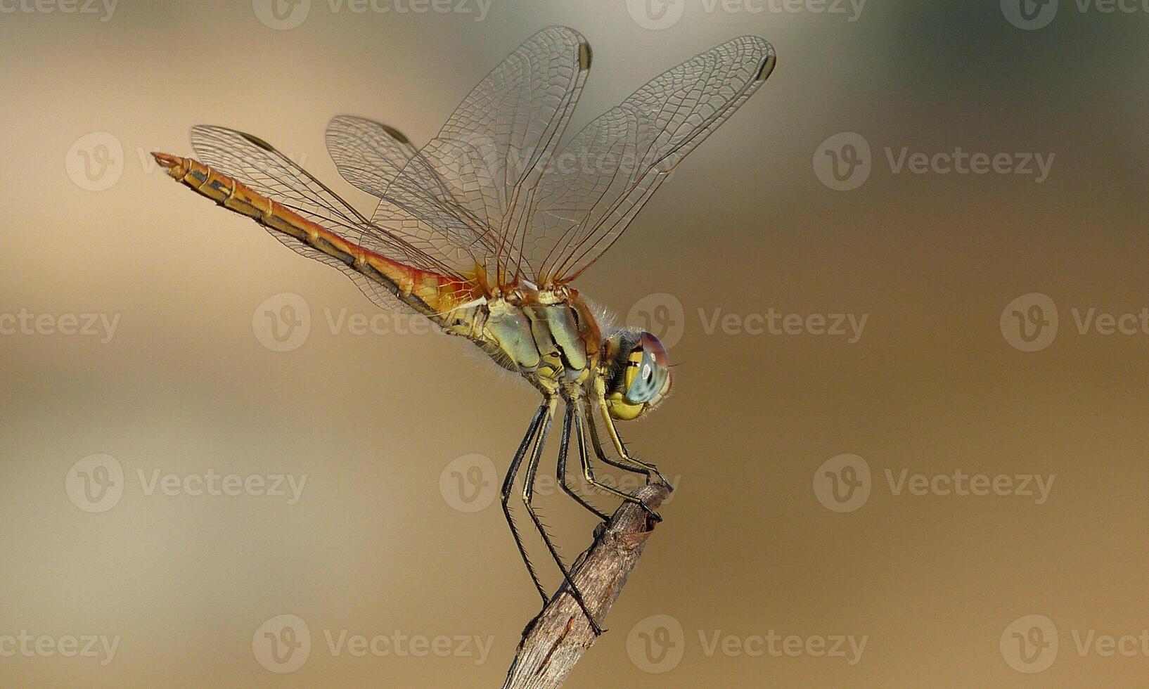 Very detailed macro photo of a dragonfly. Macro shot, showing details of the dragonfly's eyes and wings. Beautiful dragonfly in natural habitat