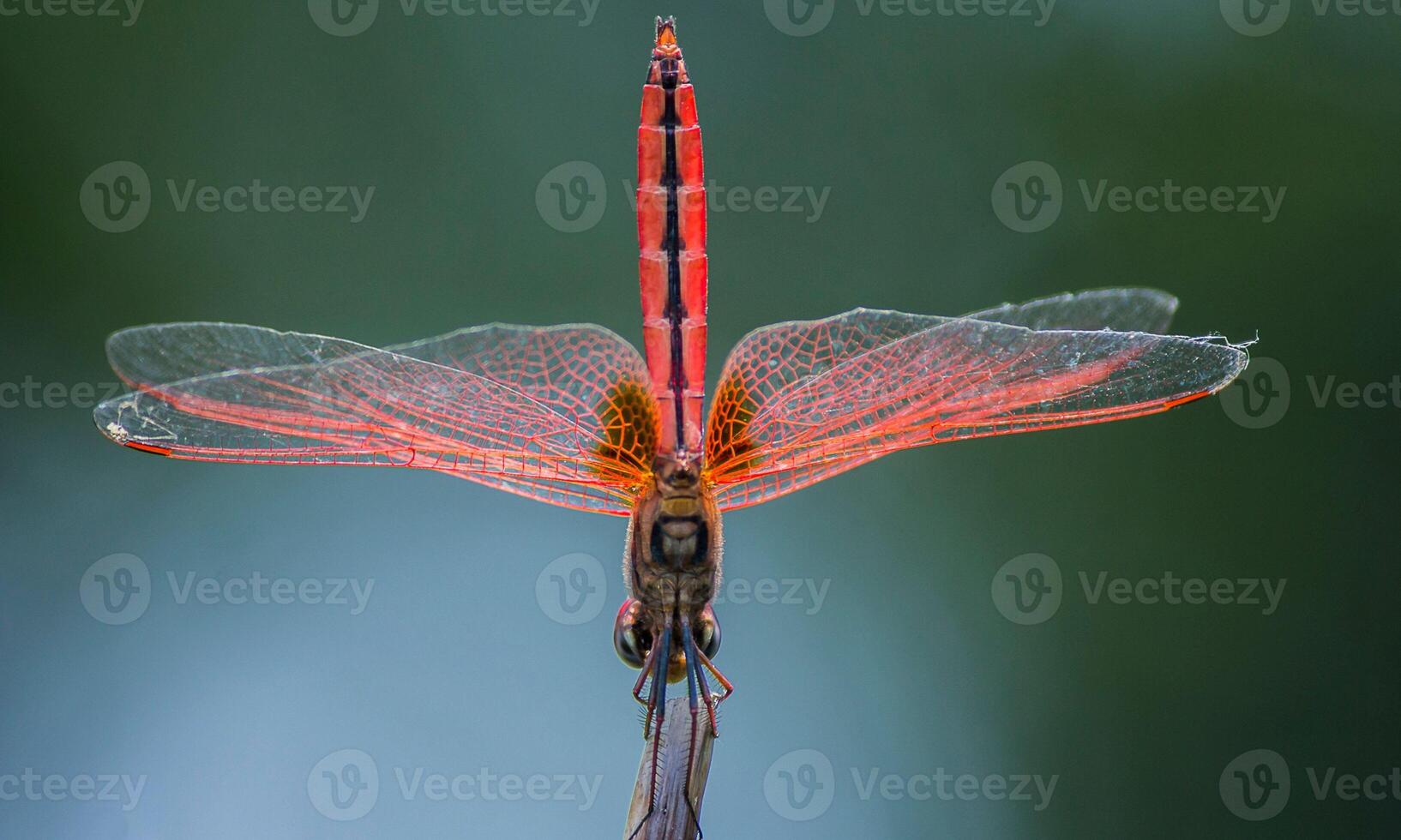 Very detailed macro photo of a dragonfly. Macro shot, showing details of the dragonfly's eyes and wings. Beautiful dragonfly in natural habitat