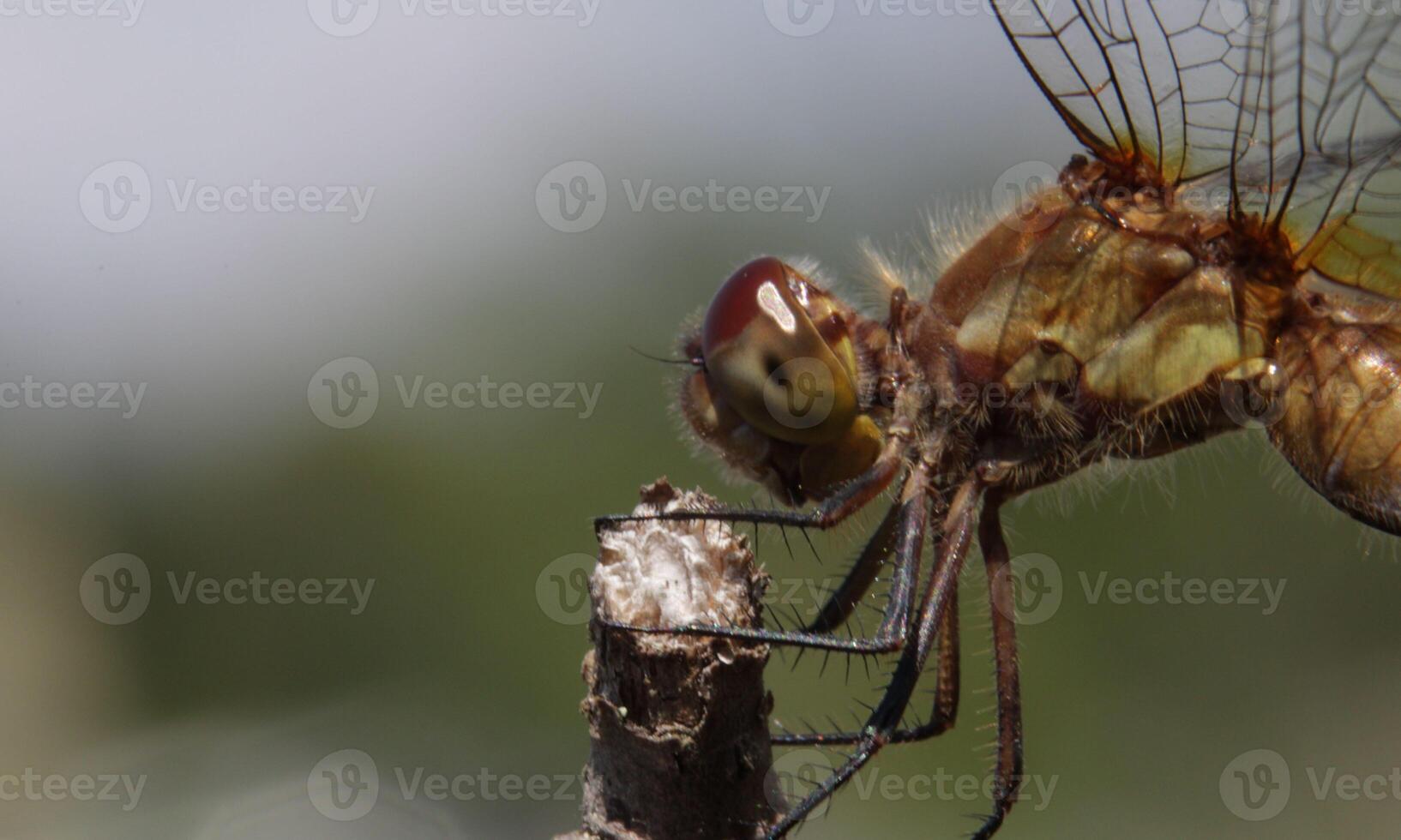 Very detailed macro photo of a dragonfly. Macro shot, showing details of the dragonfly's eyes and wings. Beautiful dragonfly in natural habitat