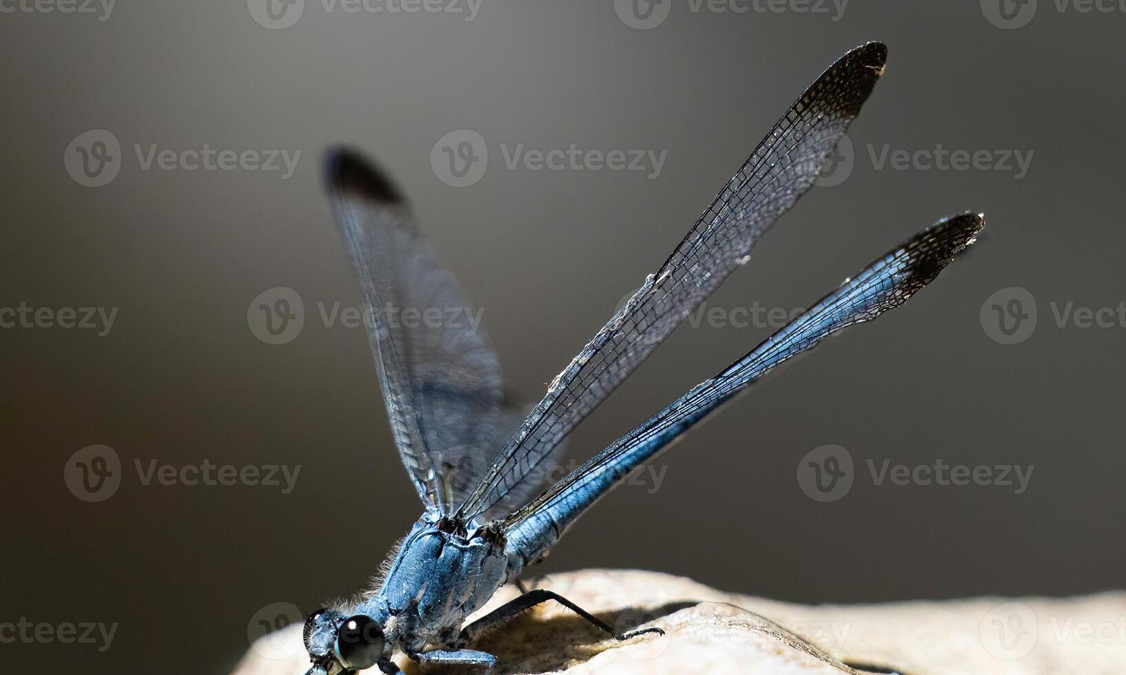 Very detailed macro photo of a dragonfly. Macro shot, showing details of the dragonfly's eyes and wings. Beautiful dragonfly in natural habitat