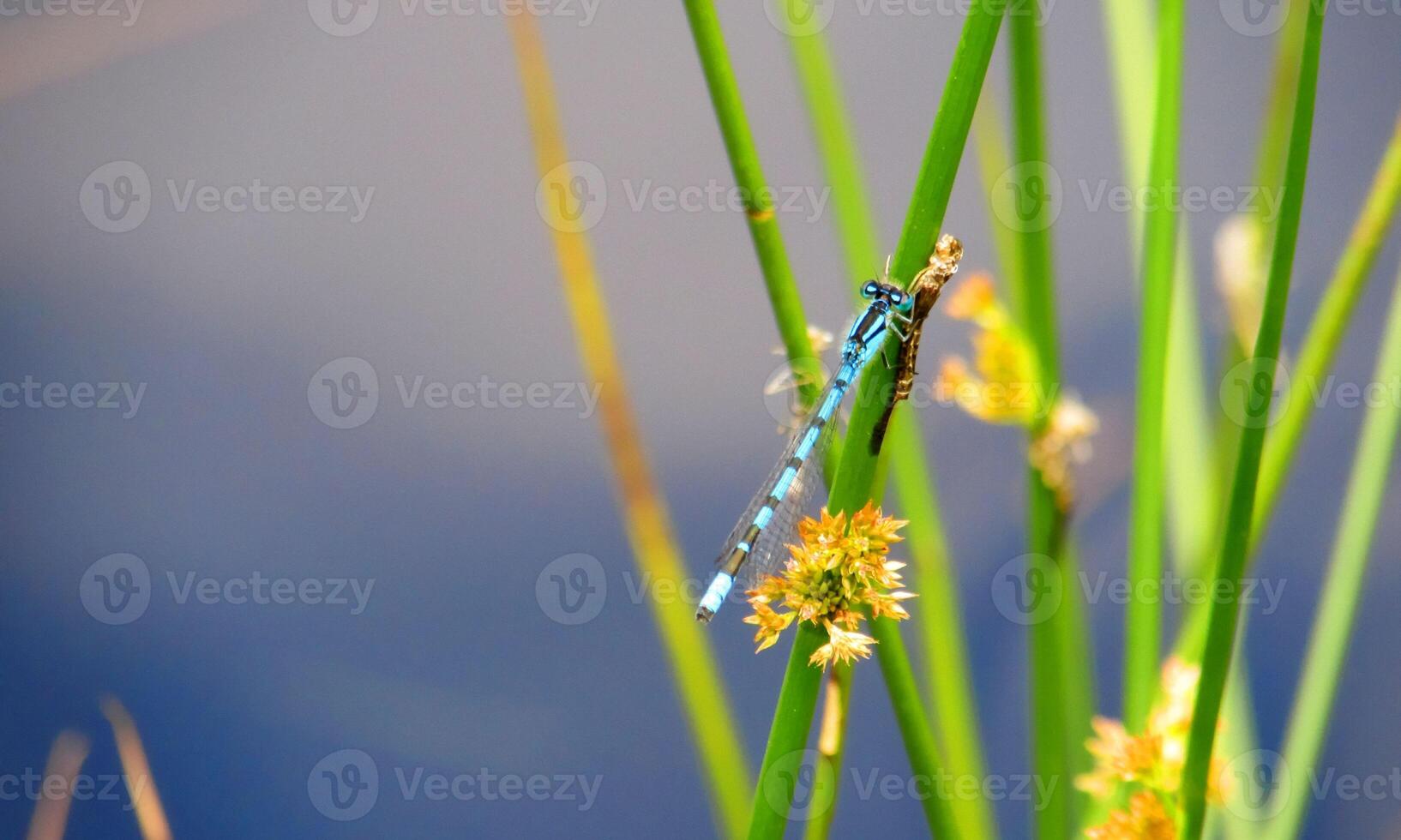 muy detallado macro foto de un libélula. macro disparo, demostración detalles de el libélula ojos y alas. hermosa libélula en natural habitat