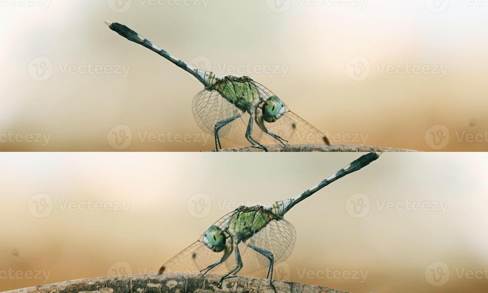 Very detailed macro photo of a dragonfly. Macro shot, showing details of the dragonfly's eyes and wings. Beautiful dragonfly in natural habitat