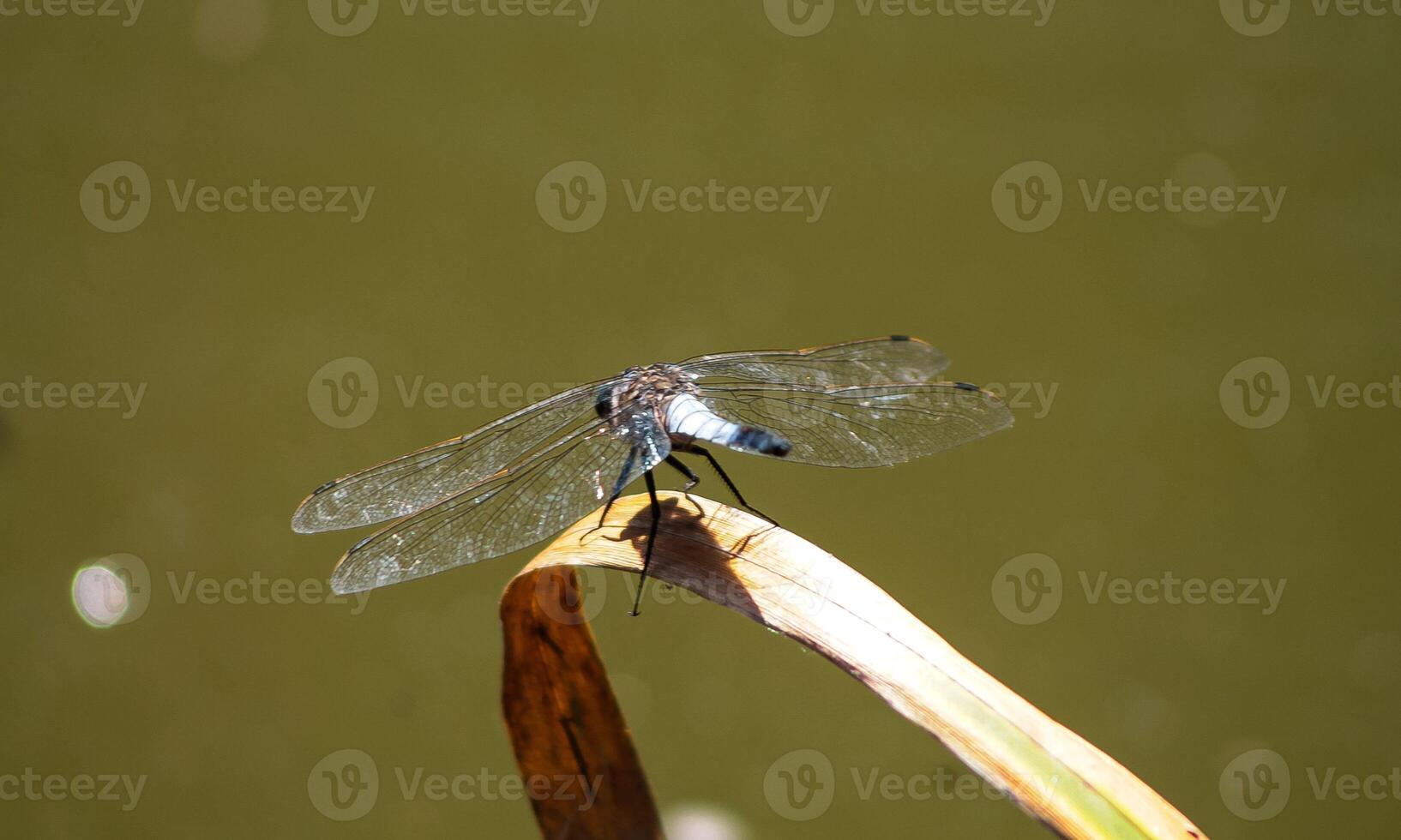 Very detailed macro photo of a dragonfly. Macro shot, showing details of the dragonfly's eyes and wings. Beautiful dragonfly in natural habitat