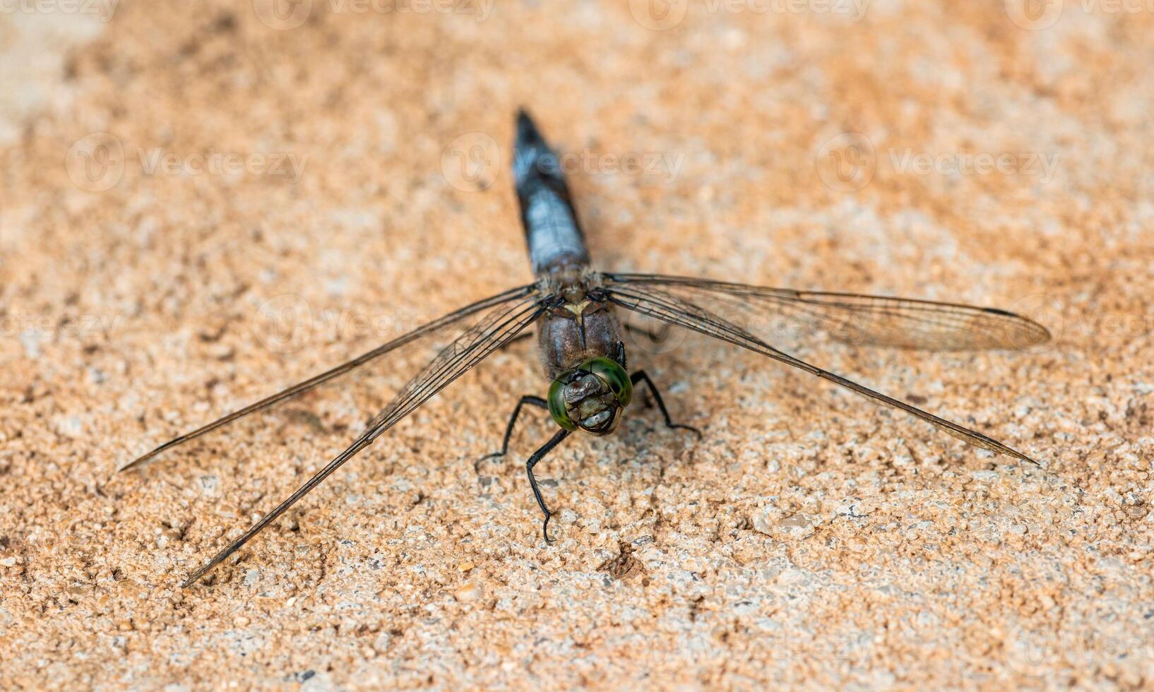 Very detailed macro photo of a dragonfly. Macro shot, showing details of the dragonfly's eyes and wings. Beautiful dragonfly in natural habitat