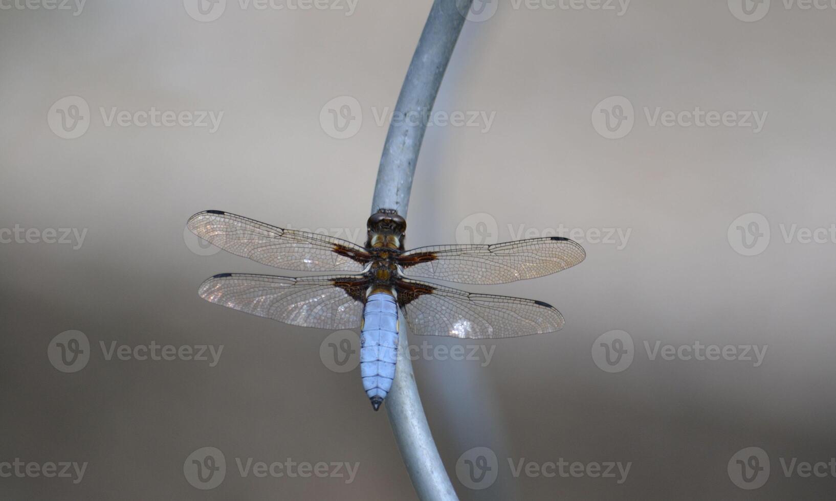 Very detailed macro photo of a dragonfly. Macro shot, showing details of the dragonfly's eyes and wings. Beautiful dragonfly in natural habitat